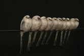 Row of birds perched on a wire against a black background