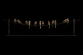 Bronze sculpture of 12 birds perched on a wire against a black background