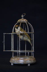 Bronze sculpture of sparrow bird perched inside bird cage on a black background.
