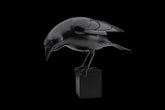 Black Crow sculpture on a black background