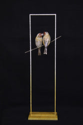 Two birds on a branch with frame on a black background