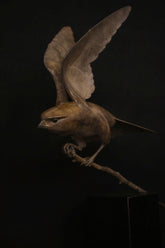 Bronze bird sculpture on a branch against a black background