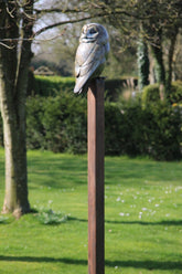 Bronze sculpture of an owl on a tall pole in a garden setting