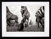Anup Shah Onward framed zebra photography artwork
