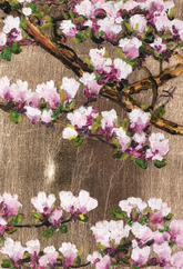 pink and white blossoms on branches with green leaves, set against a textured gold background.