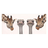 Two giraffes and two ostriches with a plain background