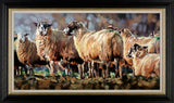 Evening flock sheep Debbie Boon 