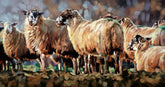 Evening flock sheep Debbie Boon