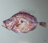 Giles Ward This John Dory - Original