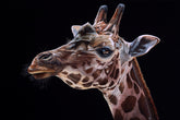 Close-up of a giraffe's head against a black background