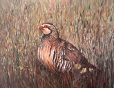 french partridge standing in a field of tall, textured grass.