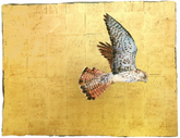 Kestrel in flight on a gold background