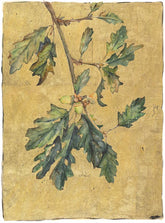 Jackie Morris Robert McFarlane The Lost Words Acorn Signed Limited Edition Artwork