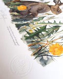 Jackie Morris Robert MacFarlane The Lost Words Dandelion With Hare Signed Limited Edition Artwork