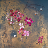 Pink and red flowers on a textured brown and blue background
