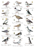 Coastal Birds (Large)