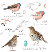 Madeleine Floyd-Chaffinch and Song Thrush Sketchbook