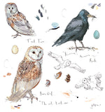 Barn Owl and Rook Sketchbook
