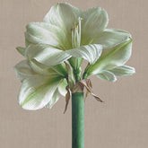Mia Tarney White Amaryllis mounted