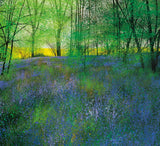 Paul Evans Springtime new release bluebells wood