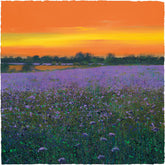 Paul Evans Fields of Phacelia