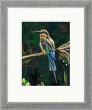 Sarah Jackson Wildlife artist Paradise bird framed limited edition