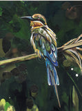 Sarah Jackson wildlife art Paradise bird limited edition