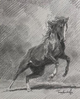 sketch of horse rearing on it's hind legs.