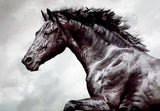 Debbie Boon horse limited edition canvas art print The Conqueror