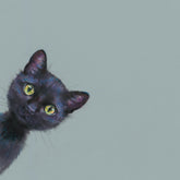 Little black kitten by Nicky Litchfield