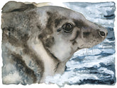 Grey Seal - The Lost Spells Jackie Morris & Robert MacFarlane
