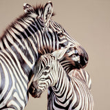 Darryn Eggleton Two of a kind zebras limited edition box canvas
