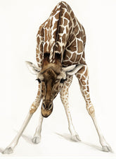 Dominque Salm Can I help you mounted