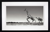 Anup Shah Dance framed