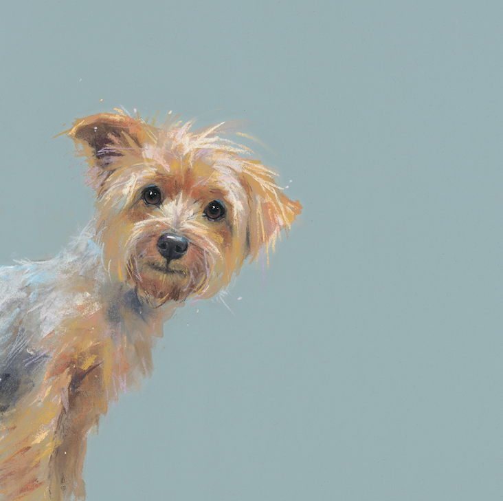 Yorkie Yorkshire Terrier Nicky Litchfield The Rose Gallery