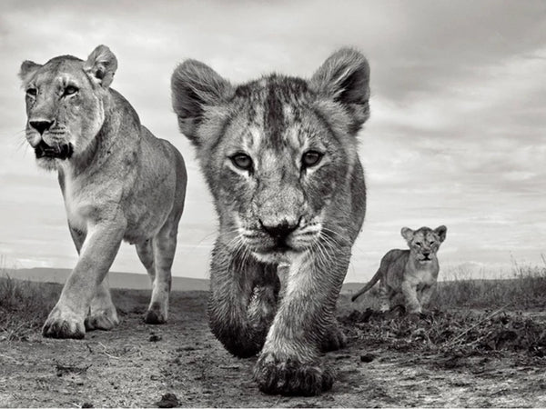 Safari Animal Artwork