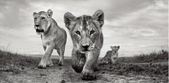 Safari Animals