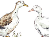 Madeleine Floyd Ducks mounted