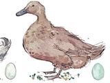 Madeleine Floyd Ducks mounted