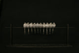 Row of small birds on a wire against a black background