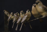 Group of birds perched on a branch against a dark background