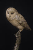 Stone owl sculpture on a branch against a black background