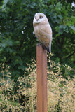 Bronze Owl perched on a steel post with green foliage in the background