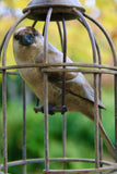Bronze sculpture of sparrow bird perched inside bird cage on leafy green background.