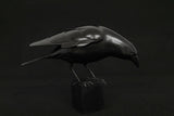 Black Crow sculpture on a black background