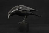 Black Crow sculpture on a black background
