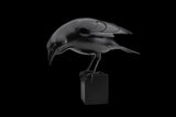 Black Crow sculpture on a black background