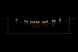 Bronze sculpture of 14 birds on a wire against a black background