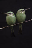 Two green birds perched on a branch against a black background