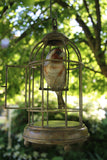Bronze bird in a cage with a natural outdoor background